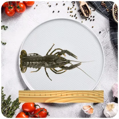 Раки средние