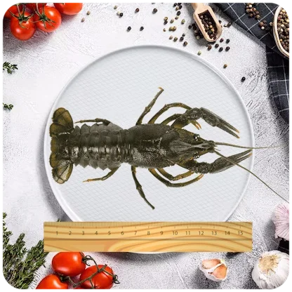 Раки ресторанные